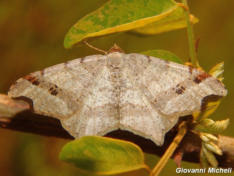 Macaria alternata?